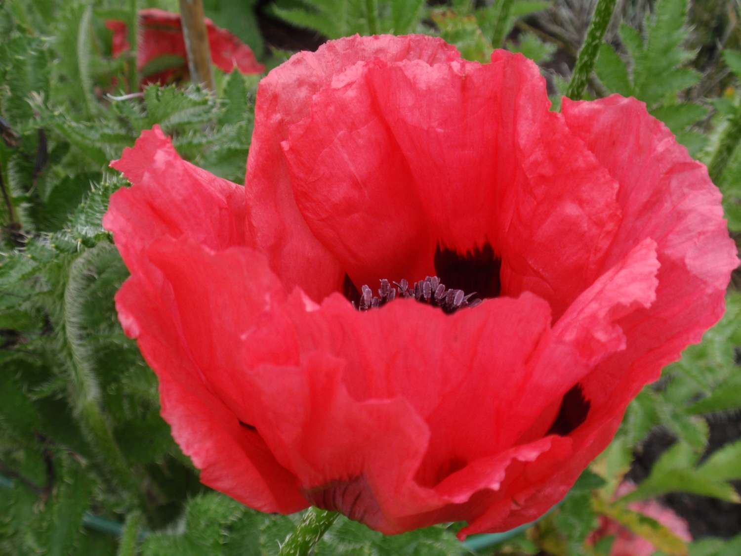 Idänunikko 'Watermelon'